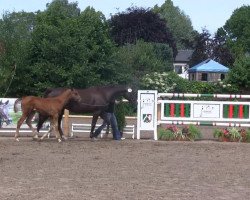 dressage horse Stute von Dankeschön (Westphalian, 2013, from Dankeschön)