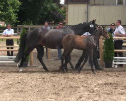 dressage horse So Smart 4 (Westphalian, 2013, from Sir Heinrich OLD)