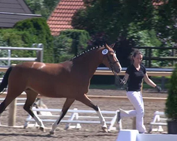 horse Milka-Amawell (German Riding Pony, 2010, from The Braes My Mobility)