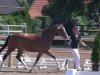 horse Milka-Amawell (German Riding Pony, 2010, from The Braes My Mobility)