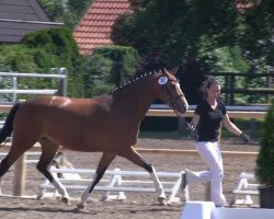 horse Milka-Amawell (German Riding Pony, 2010, from The Braes My Mobility)