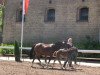 jumper Chic on Tour (German Riding Pony, 2013, from Chic in Time)