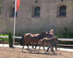 jumper Chic on Tour (German Riding Pony, 2013, from Chic in Time)