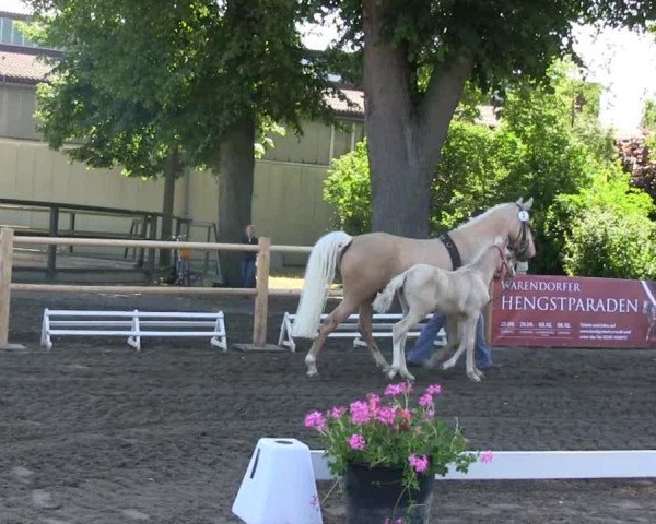 Dressurpferd Stute von Numero Uno (Deutsches Reitpony, 2013, von Fs Numero Uno)