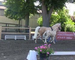 dressage horse Stute von Numero Uno (German Riding Pony, 2013, from Fs Numero Uno)