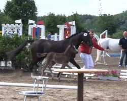 Springpferd Hengst von Top Berlin (Deutsches Reitpony, 2013, von Top Berlin)