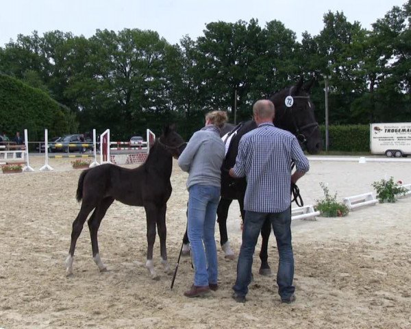 dressage horse Hengst von Feedback (Westphalian, 2013, from Feedback 16)