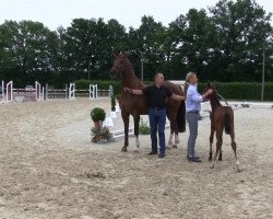 dressage horse Rockhampton (Westphalian, 2013, from Rock Forever NRW)