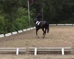 dressage horse Romeo Black Diamond (Bavarian, 2007, from Rivero III)