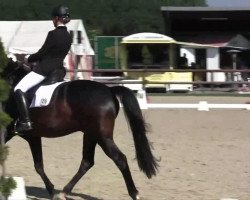 dressage horse Dresscode Z (Selle Français, 2009, from Diamonit I)