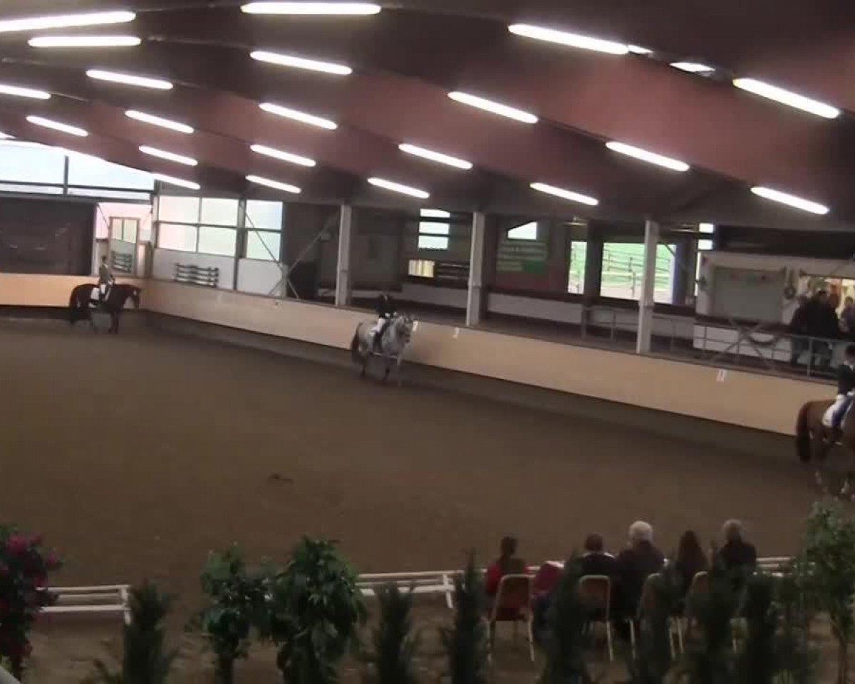 dressage horse Imalaya JK (Westphalian, 2009, from Insterburg TSF)