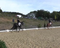 dressage horse Beltoni B (Westphalian, 2009, from Beltoni)