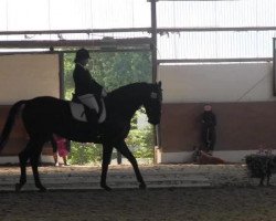 dressage horse Ernest M. Hemingway (Westphalian, 2007, from Ehrenpreis)