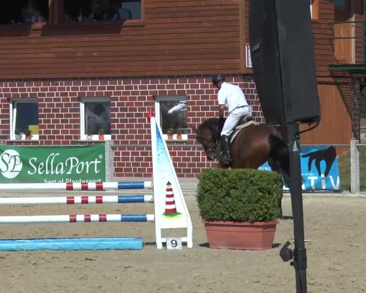 dressage horse Cascada (Westphalian, 2009, from Coronas 2)
