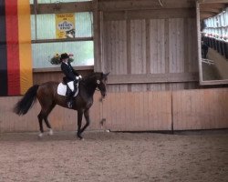 dressage horse Stoertebeker 19 (Hanoverian, 2006, from Sandro Hit)