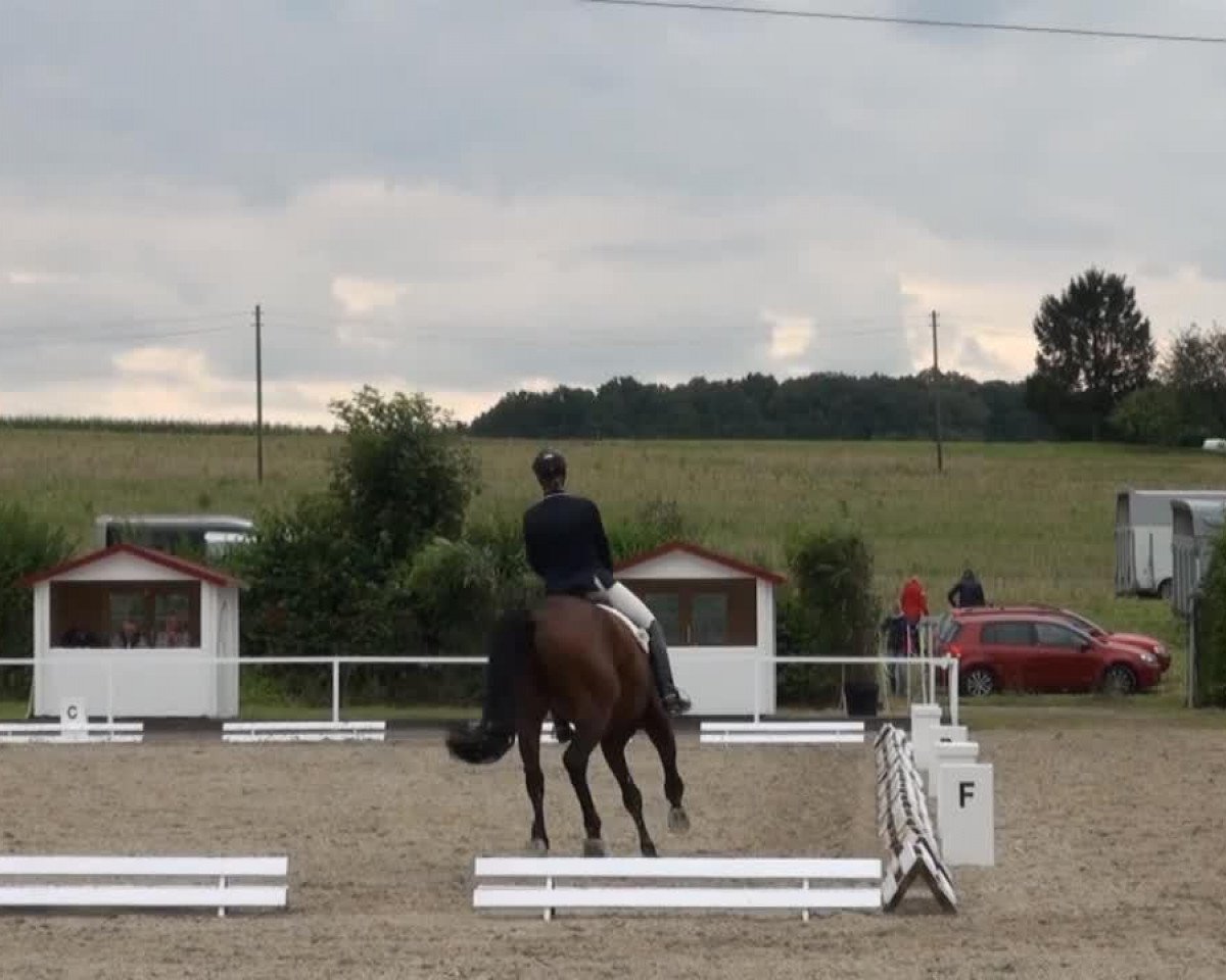 Dressurpferd Fixwienix (Westfale, 2008, von Fürst Piccolo)