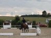 dressage horse Fixwienix (Westphalian, 2008, from Fürst Piccolo)