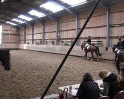 dressage horse Esprit d'Equipe (Westphalian, 2008, from Estobar NRW)