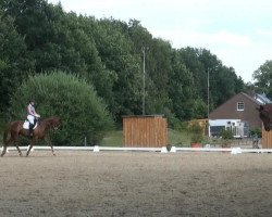 dressage horse Quinn 30 (Westphalian, 2009, from Quaterback)