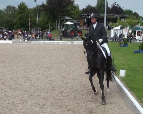 dressage horse Fuego 123 (Westphalian, 2010)
