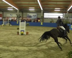 stallion Capone (Danish Warmblood, 2006, from Carano)