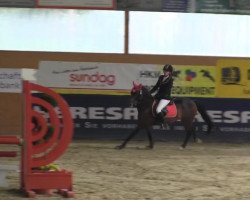 jumper Cosmo 60 (German Riding Pony, 2007, from Cyriac WE)