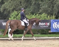 dressage horse Bonnie Blue (Westphalian, 2009, from Belissimo NRW)