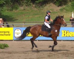 Springpferd Laurely Fuyssieux (Belgisches Warmblut, 2004, von Laurenz)