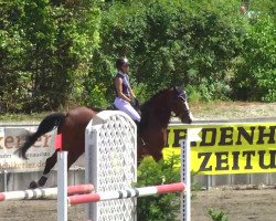 jumper Lalita Bella (Oldenburg show jumper, 2008, from Lupicor)