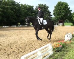 dressage horse La Coste P (Rhinelander, 2007, from Lanciano)