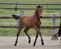 Springpferd Cristella (Holsteiner, 2021, von Crime is Colin)