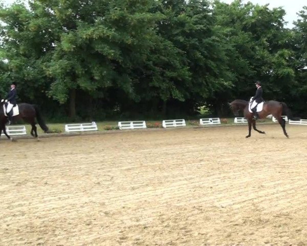 dressage horse Fine Magic 4 (Trakehner, 2008, from Grafenstolz)