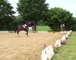 dressage horse Baumann's Charles (Westphalian, 2009, from Christ)