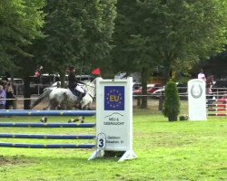 jumper Galop 3 (Polish Warmblood, 2005, from Forman)