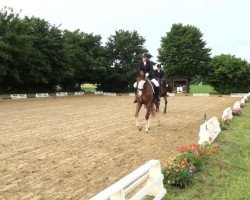 dressage horse Baumann's Farbenfroh (Westphalian, 2008, from Florenciano 6)