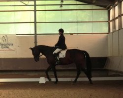 dressage horse Reni 83 (Hanoverian, 2007, from Royal Blend)