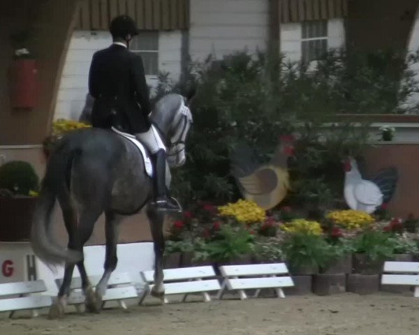 dressage horse Firefly 23 (Rhinelander, 2008, from Flatley 2)