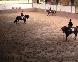 broodmare Audrey 15 (Trakehner, 2001, from Tuareg)