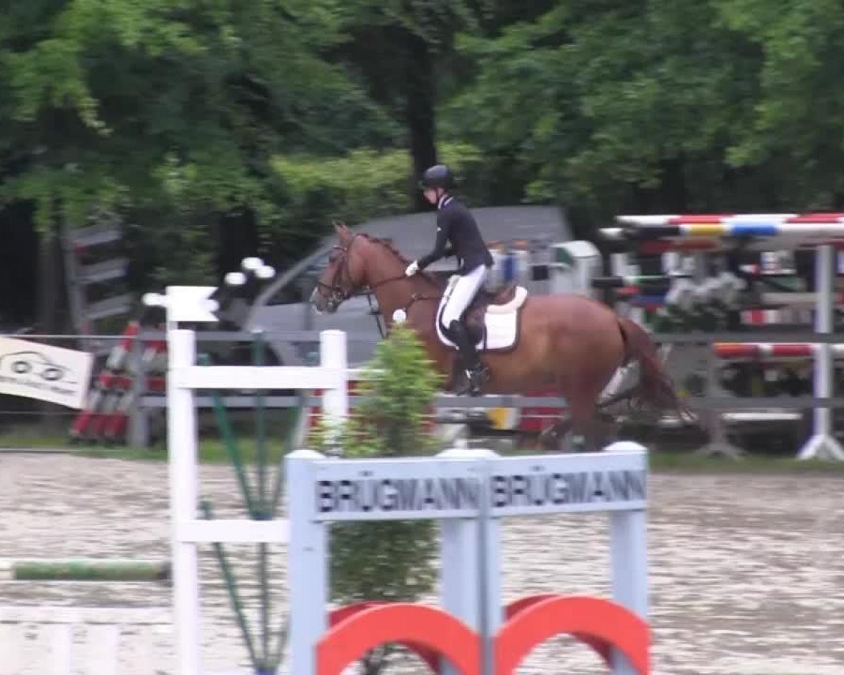 broodmare Hummel 80 (Oldenburg show jumper, 2007, from Hornet Rose)