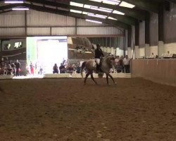 dressage horse Linus Las Vegas (Hanoverian, 2006, from Lauries Crusador xx)