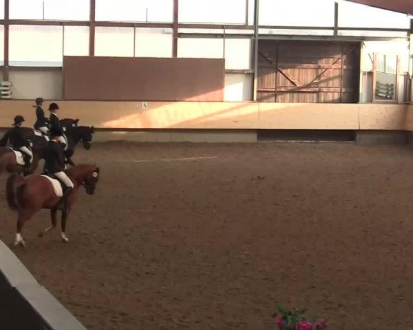 dressage horse Golden Goal 2 (German Riding Pony, 2006, from Going East)