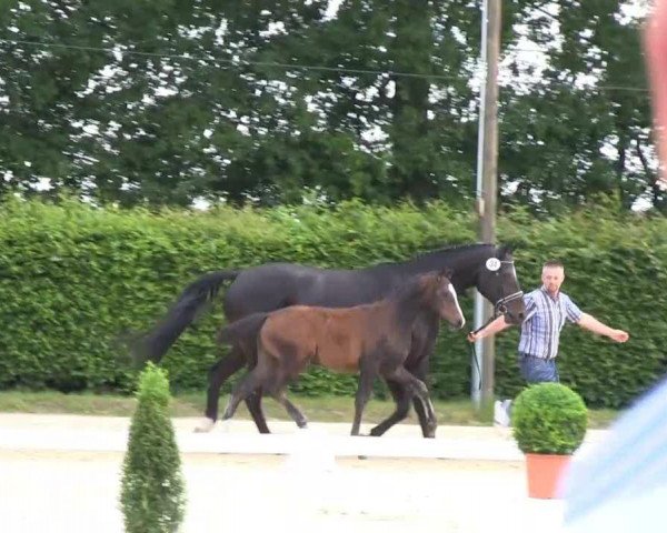 dressage horse Special Deal 2 (Westphalian, 2013, from Sir Heinrich OLD)