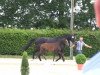 dressage horse Special Deal 2 (Westphalian, 2013, from Sir Heinrich OLD)