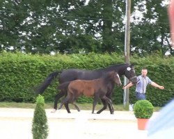 dressage horse Special Deal 2 (Westphalian, 2013, from Sir Heinrich OLD)