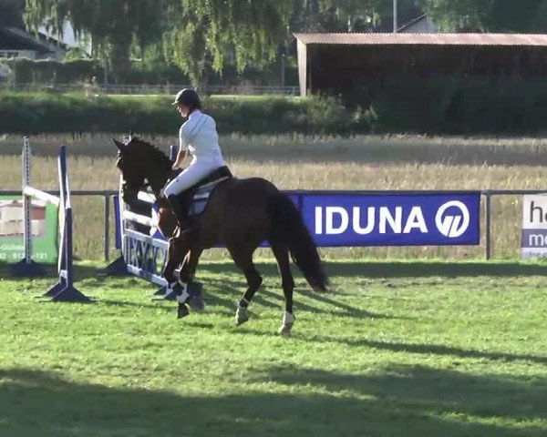 jumper Hollister 8 (Oldenburg show jumper, 2007, from Hornet Rose)