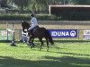 jumper Hollister 8 (Oldenburg show jumper, 2007, from Hornet Rose)