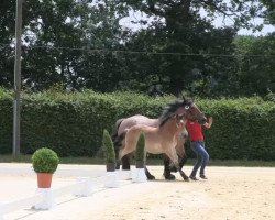 horse Stute von Fritz (Rhenish-German Cold-Blood, 2013, from Fritz)