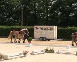 Pferd Stute von Martell (Rheinisch-Deutsches Kaltblut, 2013, von Martell)