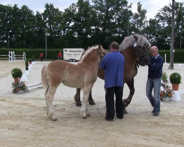 Pferd Olivia (Rheinisch-Deutsches Kaltblut, 2013, von Erdinger Gold)