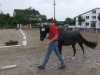 dressage horse Velvet 105 (German Riding Pony, 2010, from Vincent)